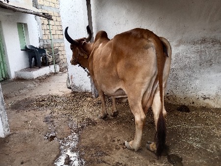 ગાય વેચવાની છે બે મહિનાની ગાભણ છે