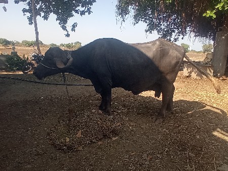 ભેંસ વેચવા ની છે