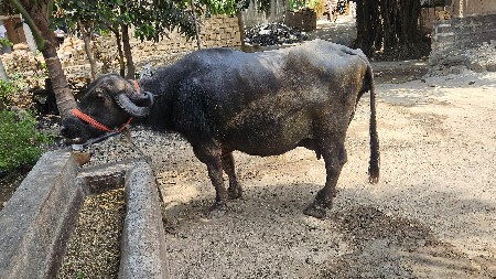 આ ભેંસ વેચવાની છે