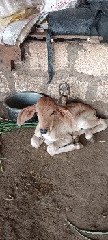 ક્રોસ ગાય