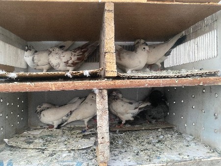 4 જોટ છે કબૂતર