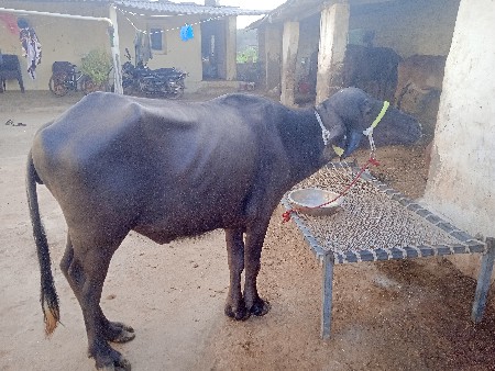 3 વૅષની ખડેલી