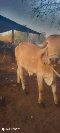 આ બળદ વેચવાનો છે