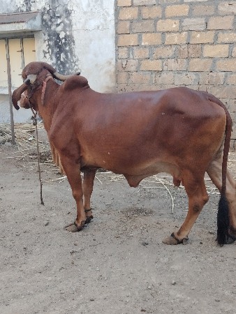 ગાય વેસવાની