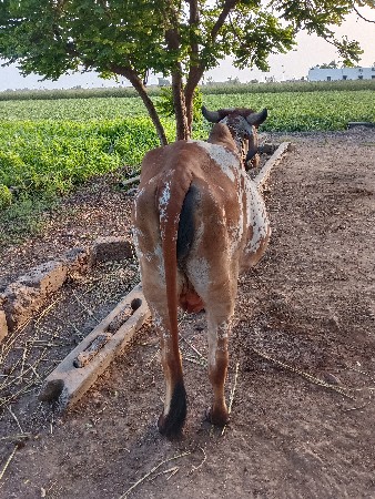 ગાય વેચવાની છે