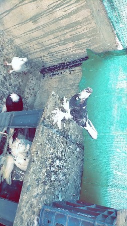 1 મોજા વારી જોડી છે