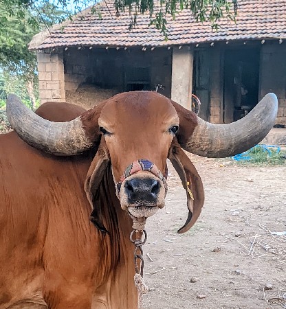 ગાય છે