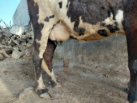 આ જરશી ગાય વેચવાની સે