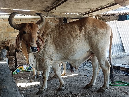 બળદ વેચવાના છે
