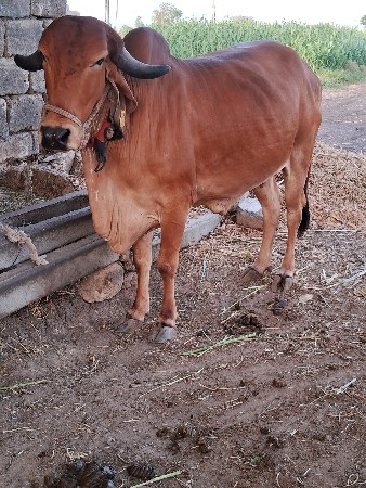 ગાય. લીલડી વાછડી. હોડકી આપવાની