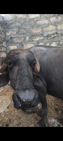 ભેશ વેશવાની