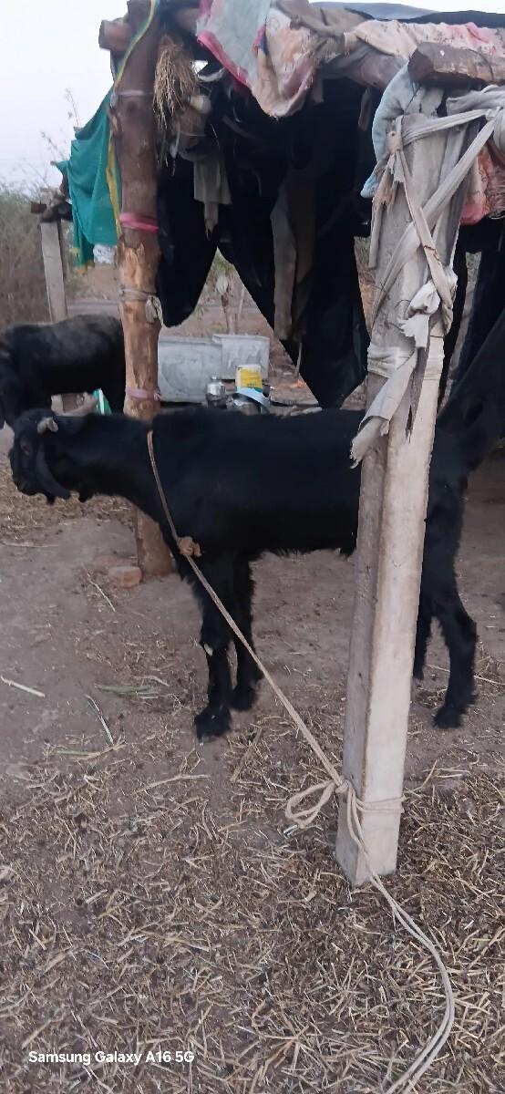 બકરા