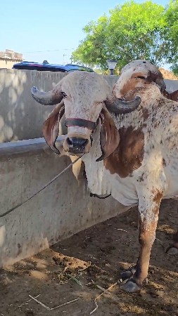 હોડકી વેચવાની છે
