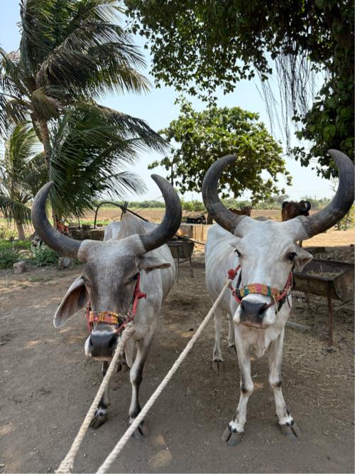 બળદ વેચવાના છે