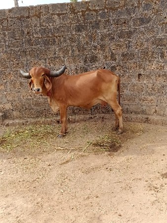 ગાય વેચવાની છે