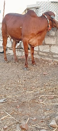 ગીર ઓડકી 
गीर बछडी