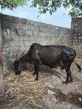 વેચવાની છે