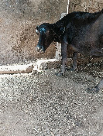 ભૈસ વેચવાની છે વેતર 3
