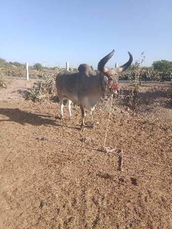 તાલુકો રુસ્તમ જીલ્લો રાજકોટ ગામ શિવ