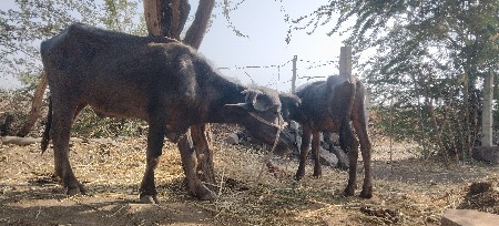 અઢી ત્રણ વર્ષની સે એક બીજી ડોઢ વ