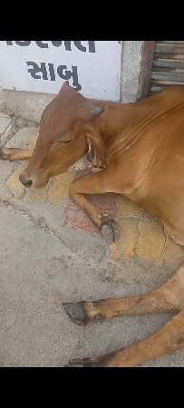 ગાય વેચવાની છે