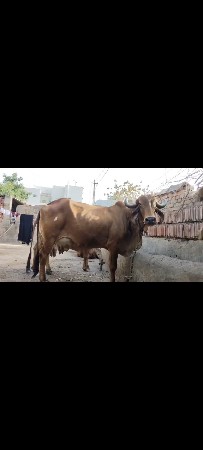 ગાય વેચવાની છે