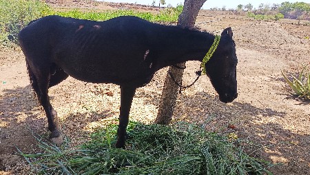 ઘોડો વેચવાનો છે