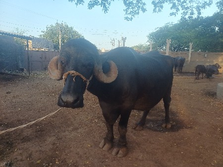 11 ભેસુ વેચવાની છે