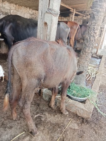 પાડો વેચવાનો છે