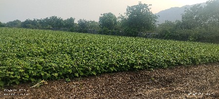 મફત મગનો ભૂકો અને ડારા
