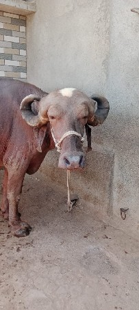 ખડેલી વેચવાની છે.