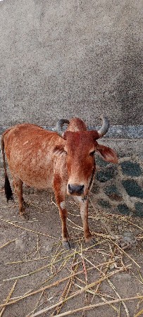 ગા વેસવાની ચે