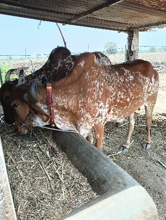 બળદ વેચવાના છે
