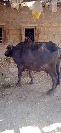 વેચવાની છે ભેંસ વેચવાની છે