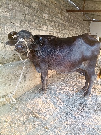 ભેંસ વેચવાની છે
