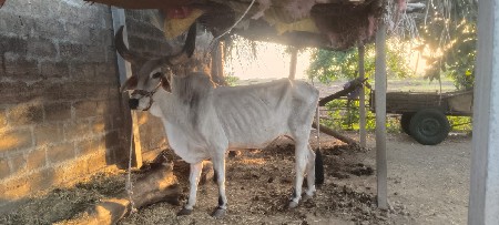 વેચવાના સે
