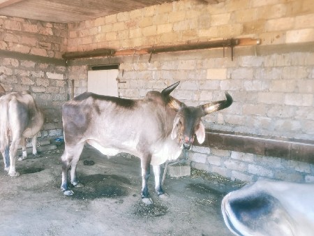 બળદ નિ જોળ કરવા નિ છે
