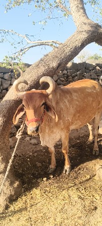 3 ધર  કિંમત 30હજાર