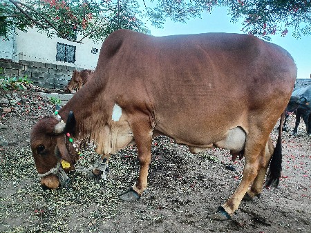 gay vechvani che