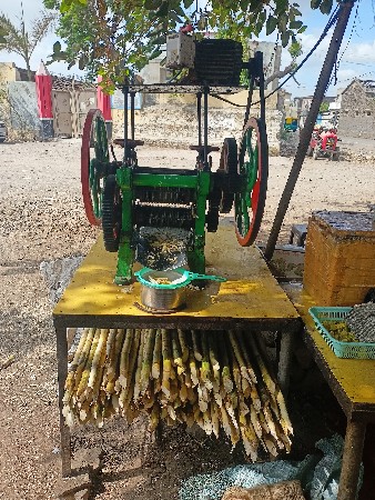 શેરડી ચિચોડો