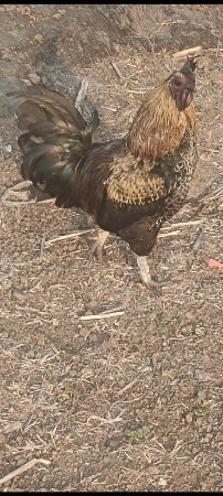 કૂકડો વેચવાનો છે