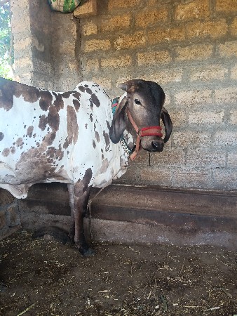 ગાય વેચવા ની છે