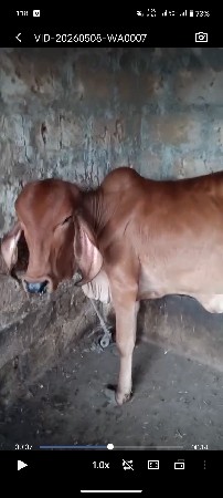 ૧૦ મહીના ની સે