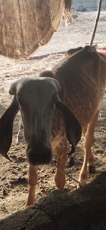વાસડીવેચવાનિછે