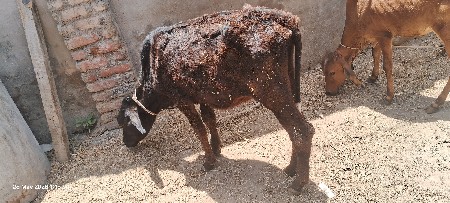bey vesvana se