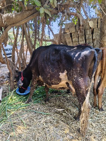જર્સી 3 ગાયો