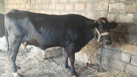 7 mahina ne ghabhan se d