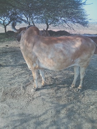 બળદ