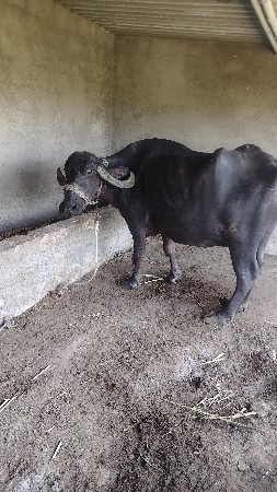 ભેંસ વેચવાની છે