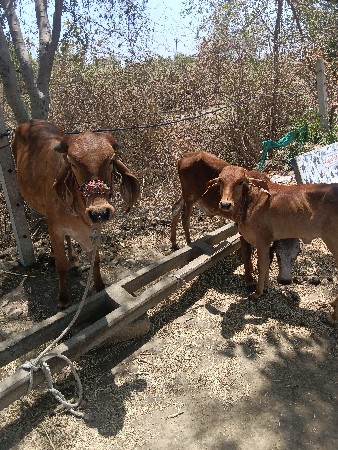 બે ગાય અને ૩ વાશડી